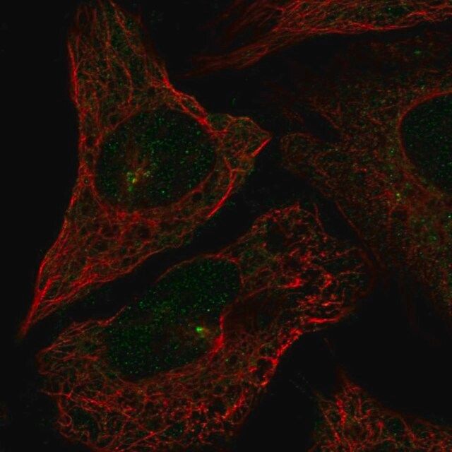 Anti-CEP72 antibody produced in rabbit