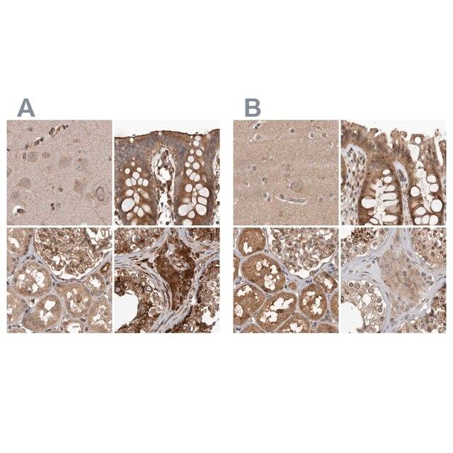 Anti-CEP350 antibody produced in rabbit