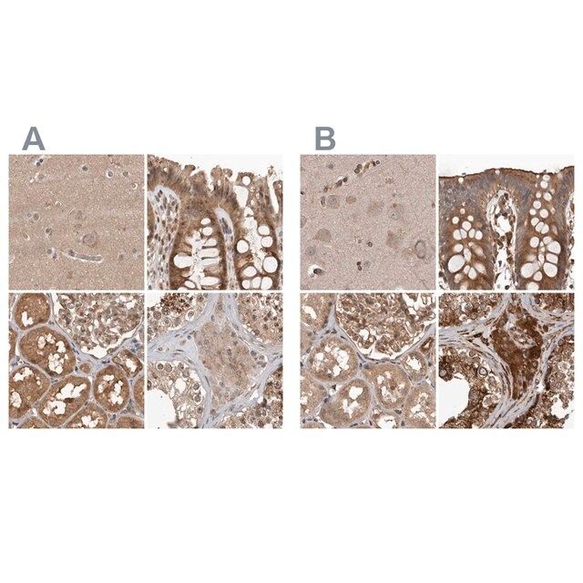 Anti-CEP350 antibody produced in rabbit