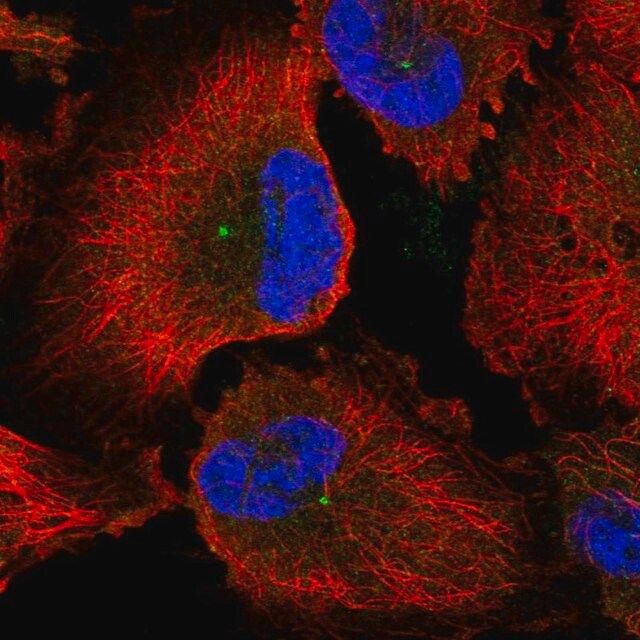 Anti-CEP170 antibody produced in rabbit