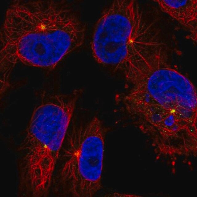 Anti-CEP350 antibody produced in rabbit