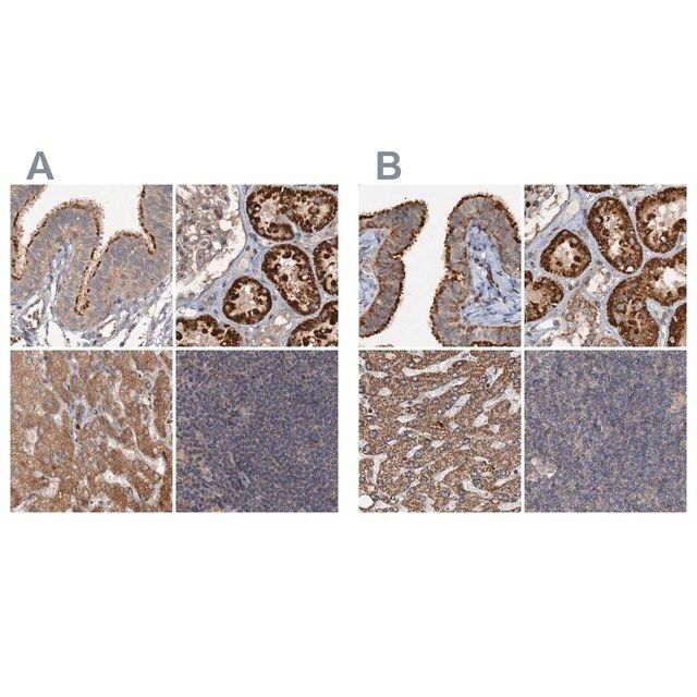 Anti-CEP68 antibody produced in rabbit