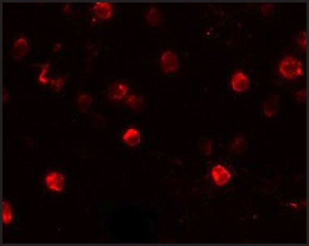 Anti-CD244 antibody produced in rabbit