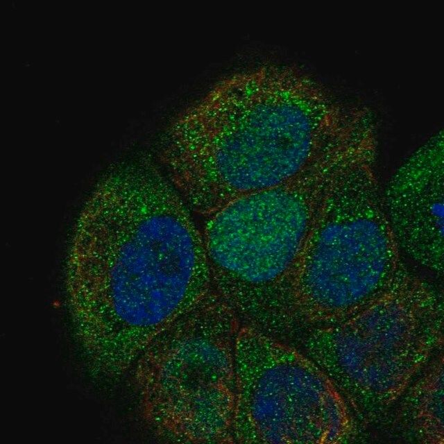 Anti-CDC6 antibody produced in rabbit