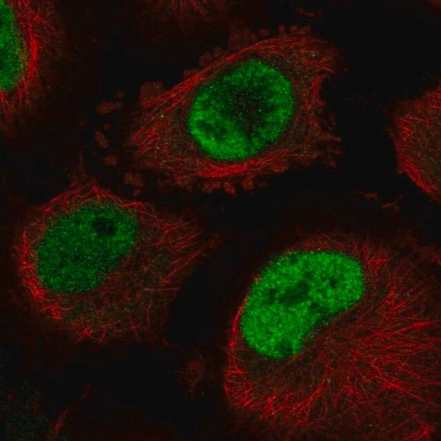 Anti-CDC40 antibody produced in rabbit