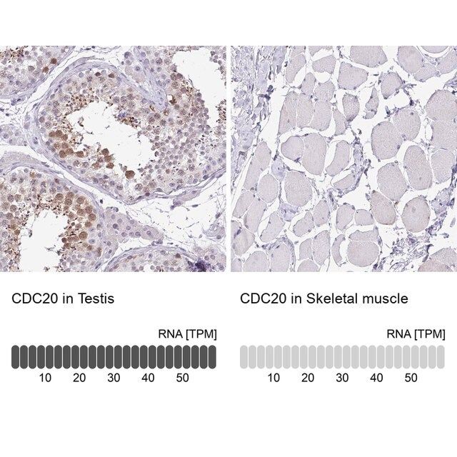 Anti-CDC20 antibody produced in rabbit