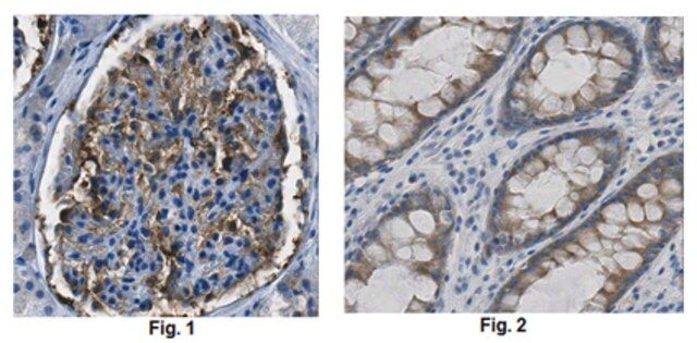 Anti-CD2AP Antibody, clone 2A2.1