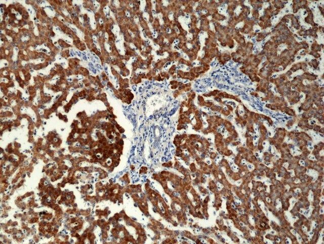 Anti-CD8a Rabbit Monoclonal Antibody