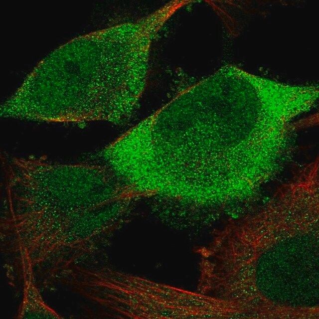 Anti-CDC20 antibody produced in rabbit