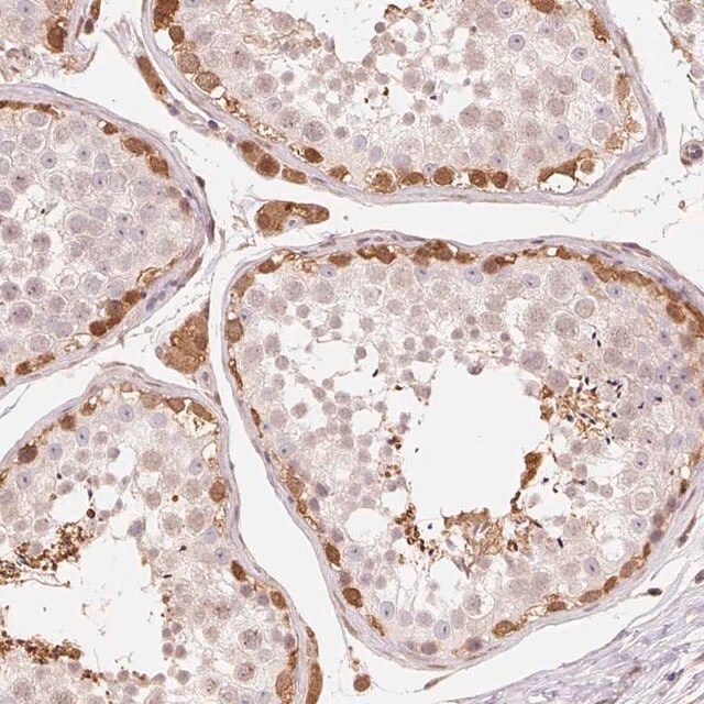 Anti-CDC123 antibody produced in rabbit