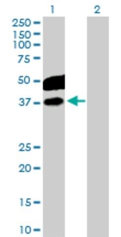 Anti-CDC123 antibody produced in rabbit