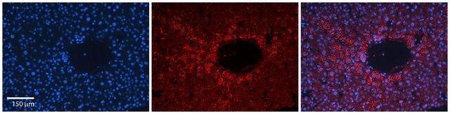 Anti-CDC42 antibody produced in rabbit