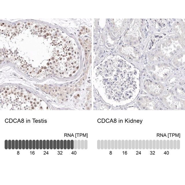 Anti-CDCA8 antibody produced in rabbit