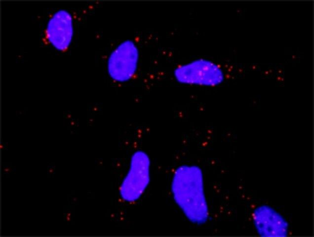 Anti-CDC42 antibody produced in rabbit