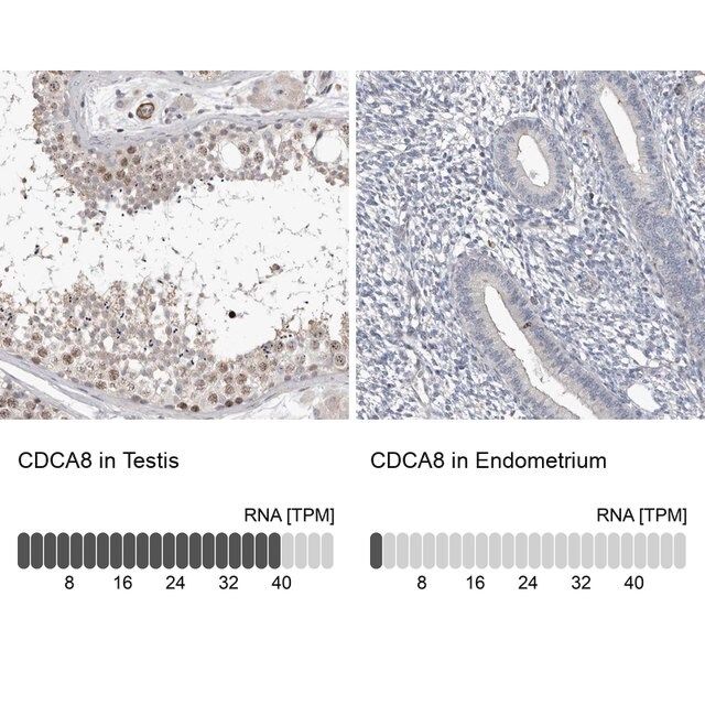 Anti-CDCA8 antibody produced in rabbit