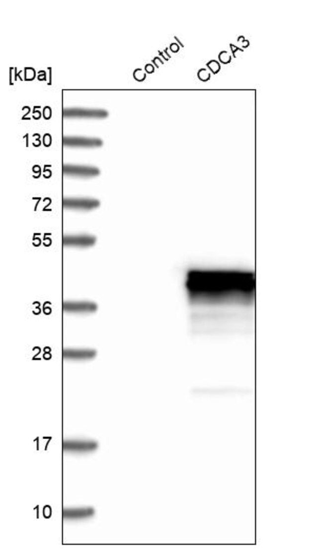 Anti-CDCA3 antibody produced in rabbit