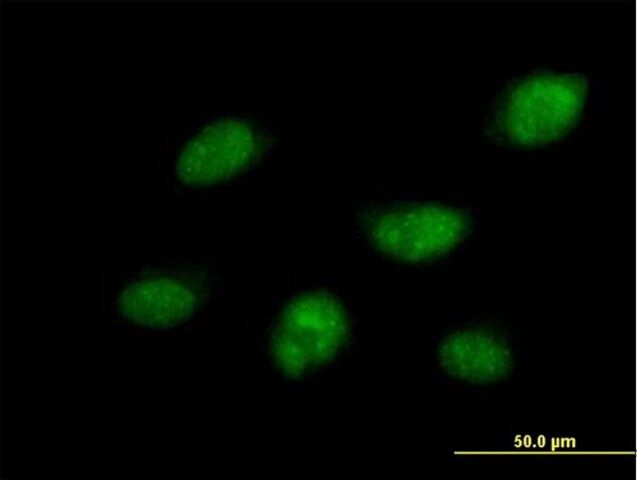 Anti-CDC14B antibody produced in mouse