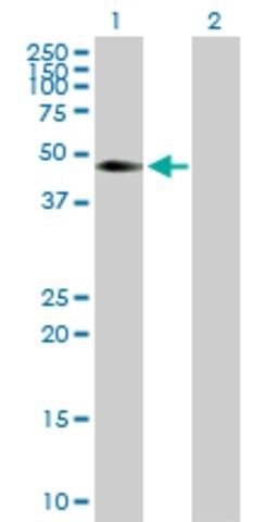 Anti-CDC42EP4 antibody produced in mouse