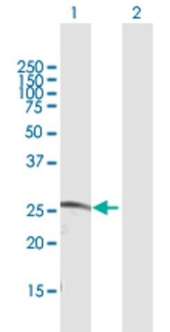 Anti-CDC42EP2 antibody produced in rabbit