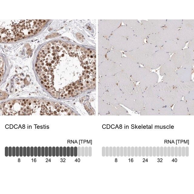 Anti-CDCA8 antibody produced in rabbit