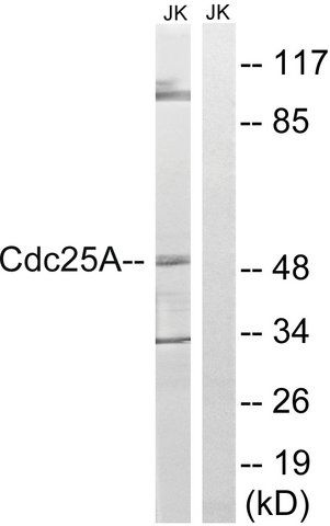 Anti-CDC25A antibody produced in rabbit