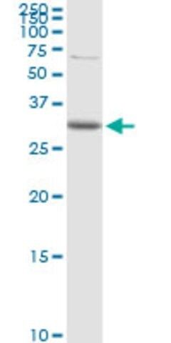 Anti-CDC42EP3 antibody produced in rabbit