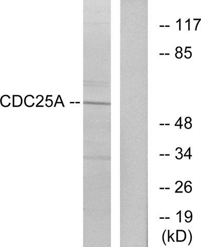 Anti-CDC25A antibody produced in rabbit