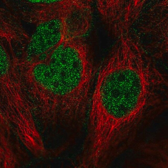 Anti-CDC14B antibody produced in rabbit