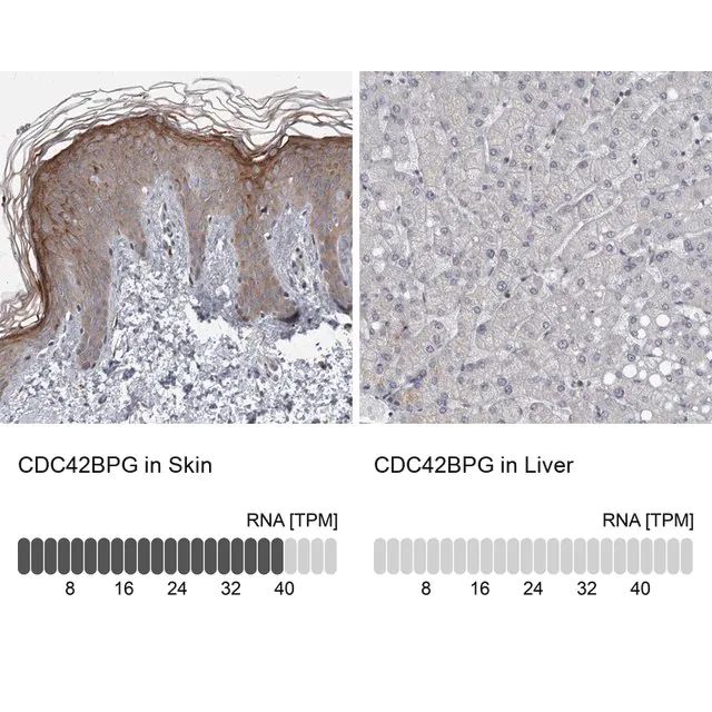 Anti-CDC42BPG antibody produced in rabbit