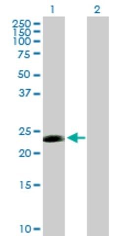 Anti-CDC20B antibody produced in mouse