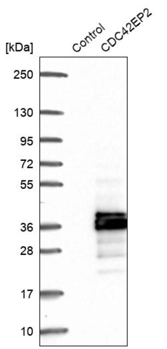 Anti-CDC42EP2 antibody produced in rabbit