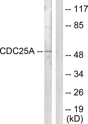 Anti-CDC25A antibody produced in rabbit