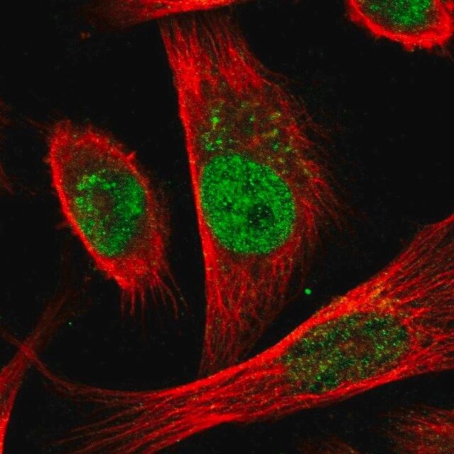 Anti-CDC25A antibody produced in rabbit