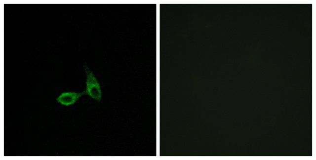 Anti-CDH24, N-Terminal antibody produced in rabbit