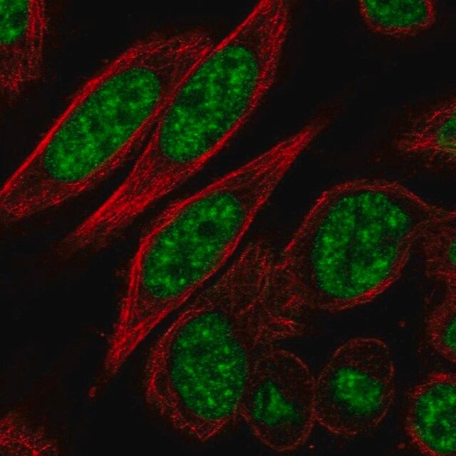 Anti-CDK11A antibody produced in rabbit