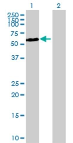 Anti-CDKL3 antibody produced in mouse