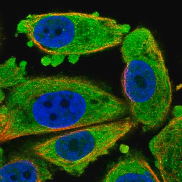 Anti-CDKN3 antibody produced in rabbit