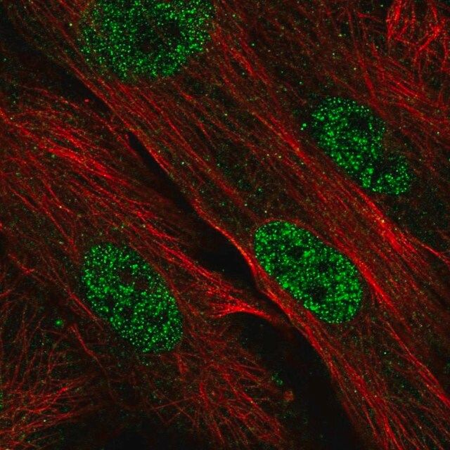 Anti-CDK2AP1 antibody produced in rabbit