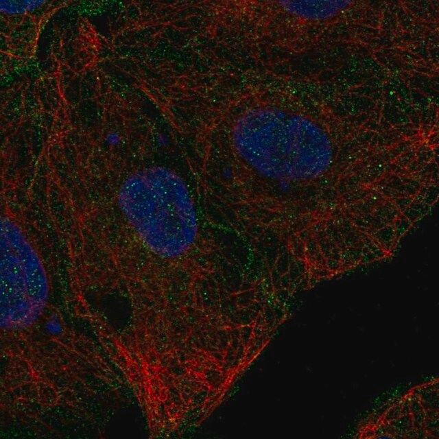 Anti-CD99L2 antibody produced in rabbit