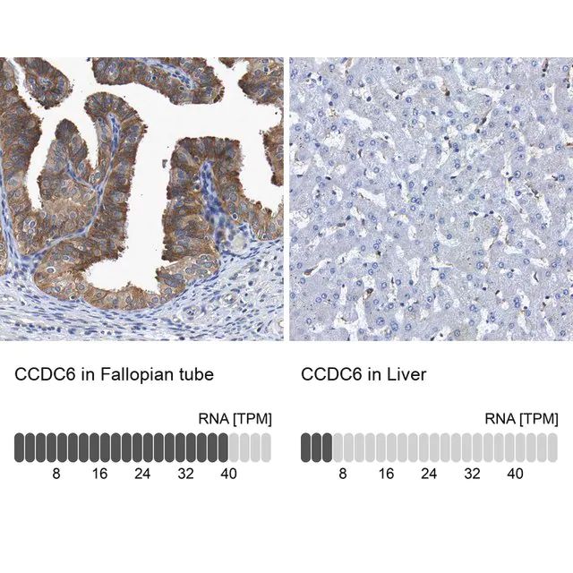 Anti-CCDC6 antibody produced in rabbit