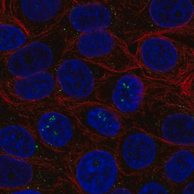 Anti-BAMBI antibody produced in rabbit