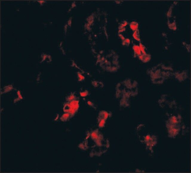 Anti-BANF1 (ab1) antibody produced in rabbit