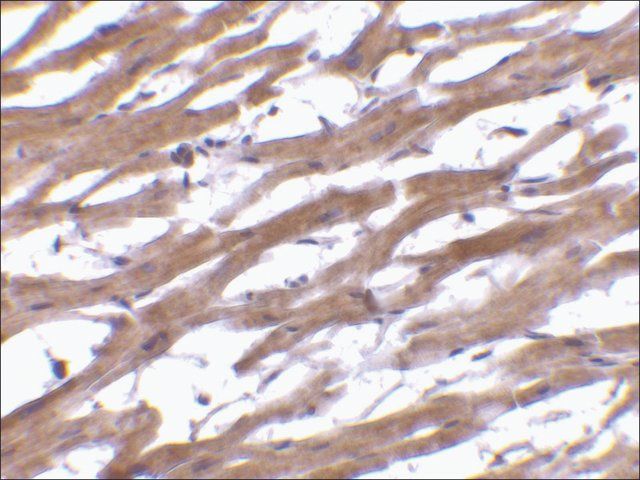 Anti-BAP29 (ab1) antibody produced in rabbit