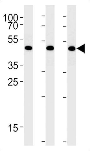 ANTI-BAT1(C-TERMINAL) antibody produced in rabbit