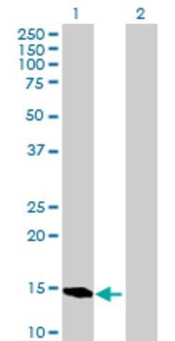 Anti-BATF antibody produced in mouse