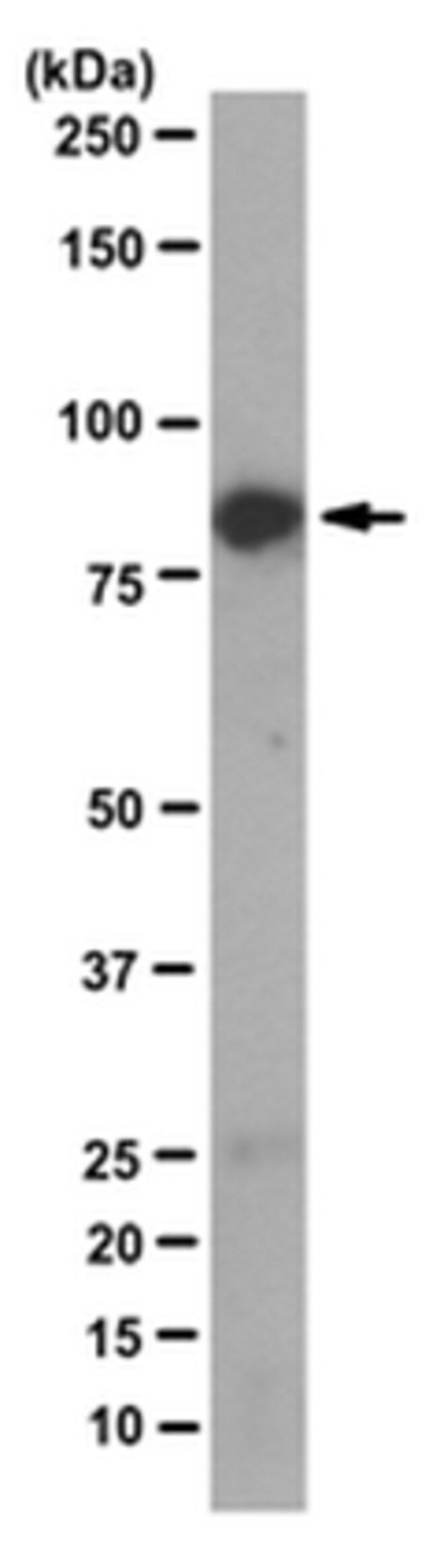 Anti-BAG3 Antibody, clone AC-2