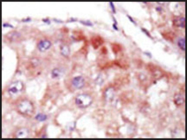 Anti-BAIAP3 (C-term) antibody produced in rabbit