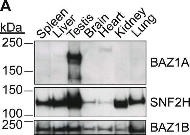 Anti-BAZ1A antibody produced in rabbit