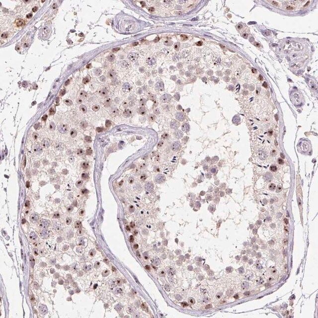 Anti-BATF2 antibody produced in rabbit