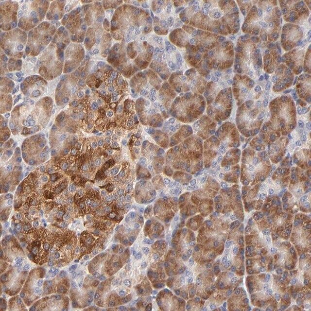 Anti-BBOF1 antibody produced in rabbit